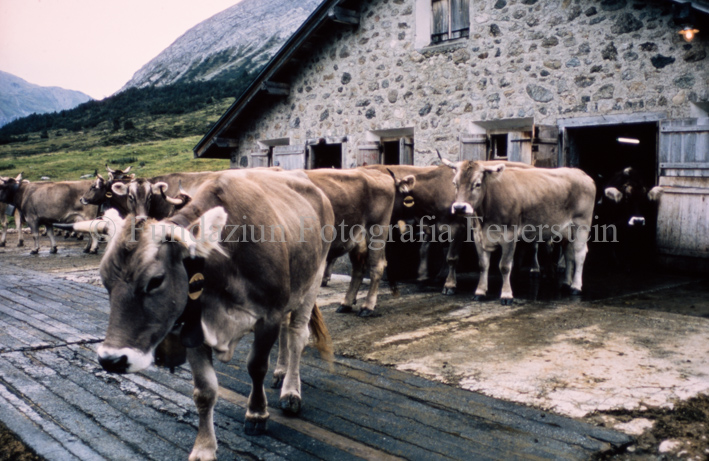 Kühe aussen vor dem Stall