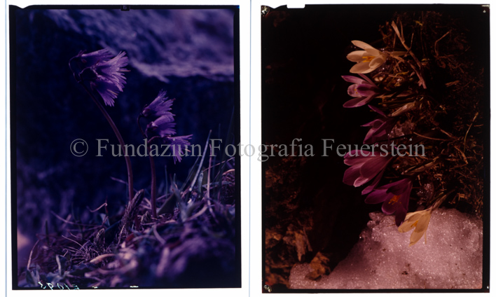 Aus der Serie: Blumen, Krokus, Erica, Soldanellen, Pilze