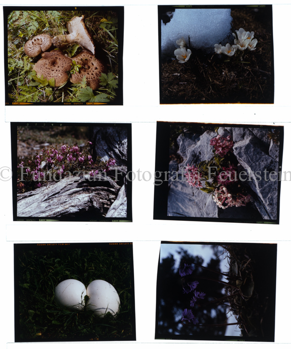 Aus der Serie: Blumen, Krokus, Erica, Soldanellen, Pilze