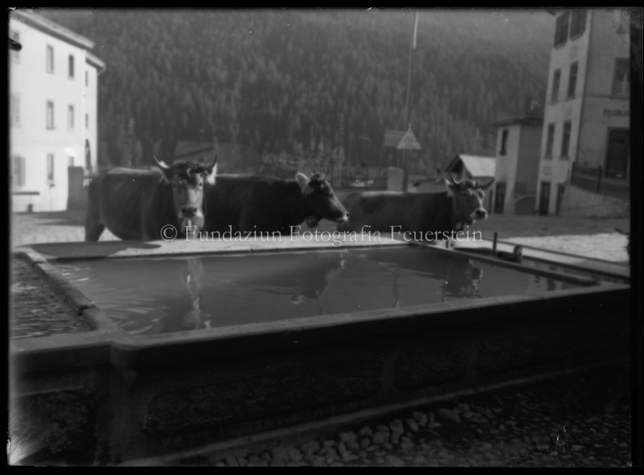 Kühe am Brunnen