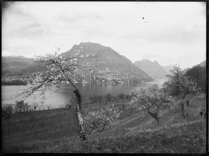 Sicht von Lugano Paradiso über Luganersee auf Monte Brè, im Vordergrund blühende Bäume