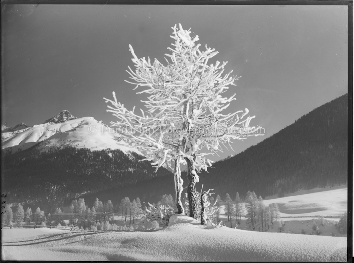 Verschneiter Baum nahe S-Chanf, Blick richtung Val Trupchun, links Piz d'Esan