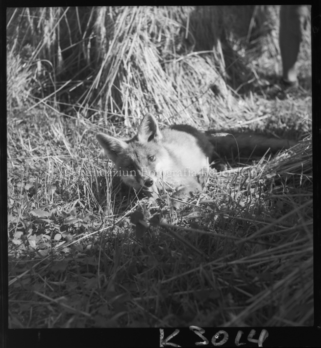 Fuchs auf Feld