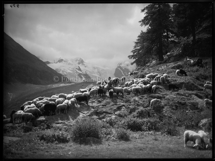 Schafgruppe am Morteratsch, Mittagsrast