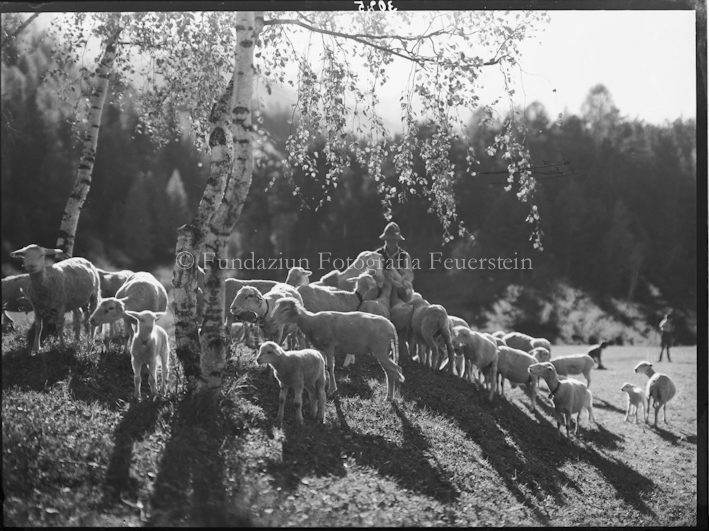 Schafgruppe bei Sgne mit Hirt