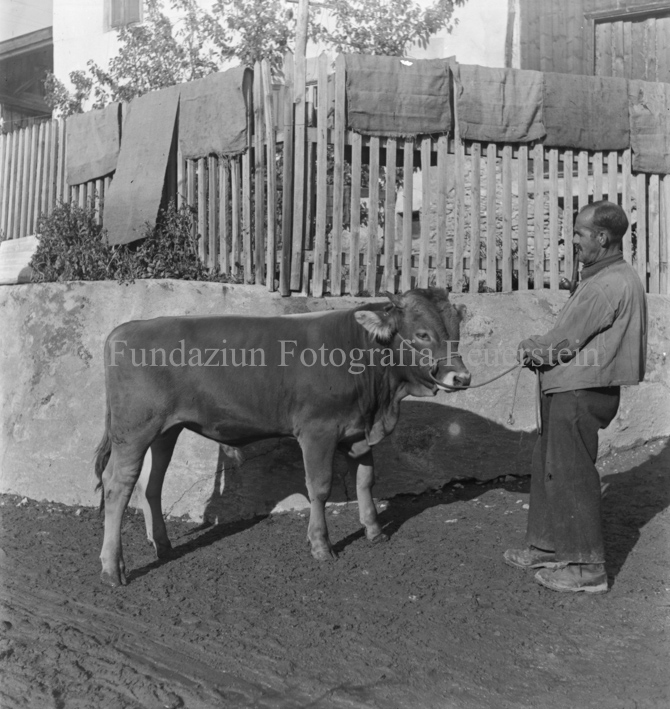 Mann mit Pfeife jungen Stier an einer Leine haltend