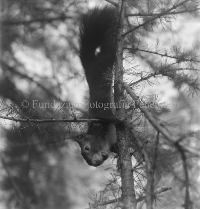 Eichhörnchen kopfüber auf jungem Nadelbaum