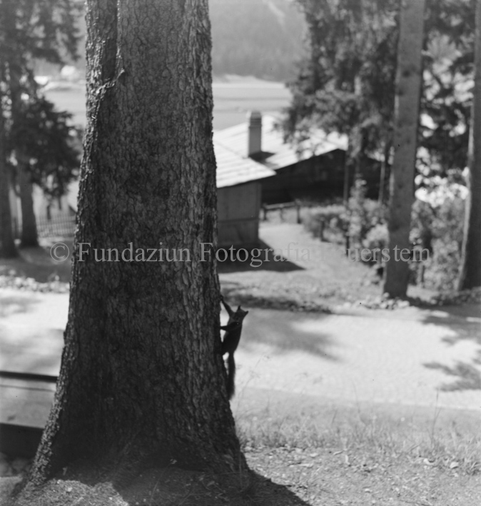 Eichhörnchen unten an Baumstamm kletternd, im Hintergrund Strasse (gepflastert), Haus im Hintergrund