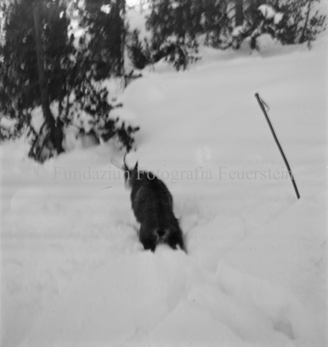 Gämse durch Schnee hüpfend, Skistock im Bild