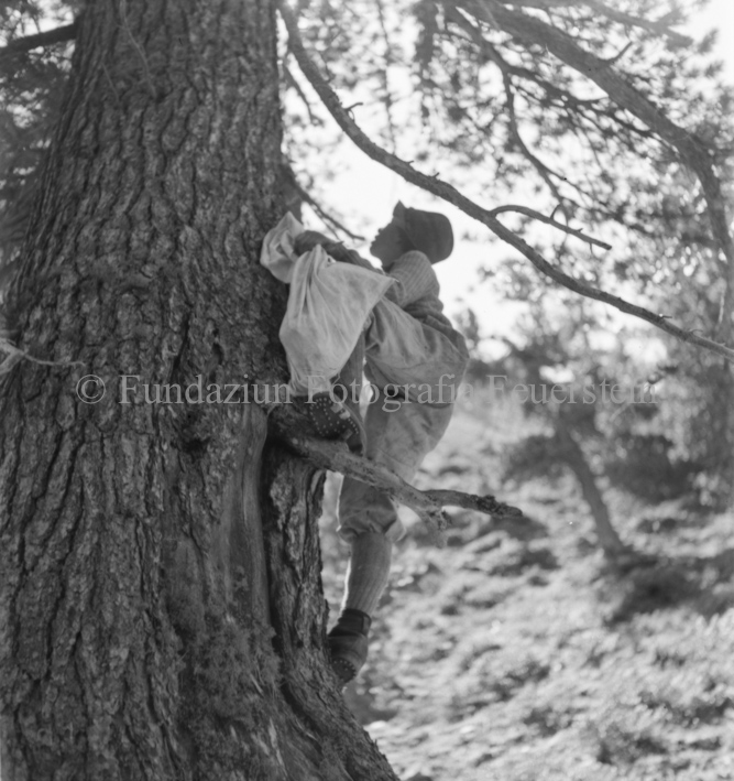 Arvenwald von Tamangur, Junge klettert Baum hoch