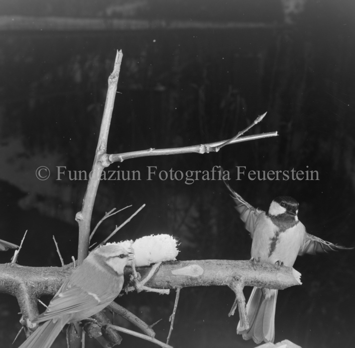 Vogel auf Ast 
