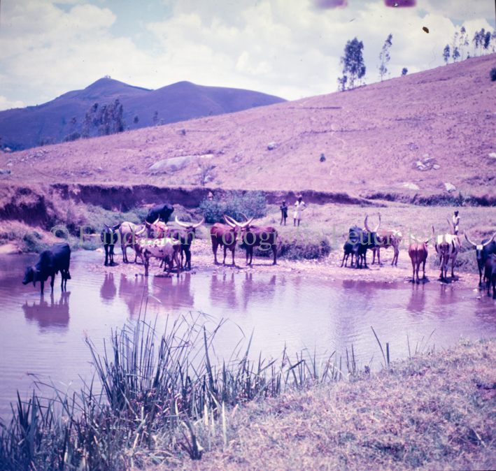 Landschaften und Natursituationen, Virunga-Expedition