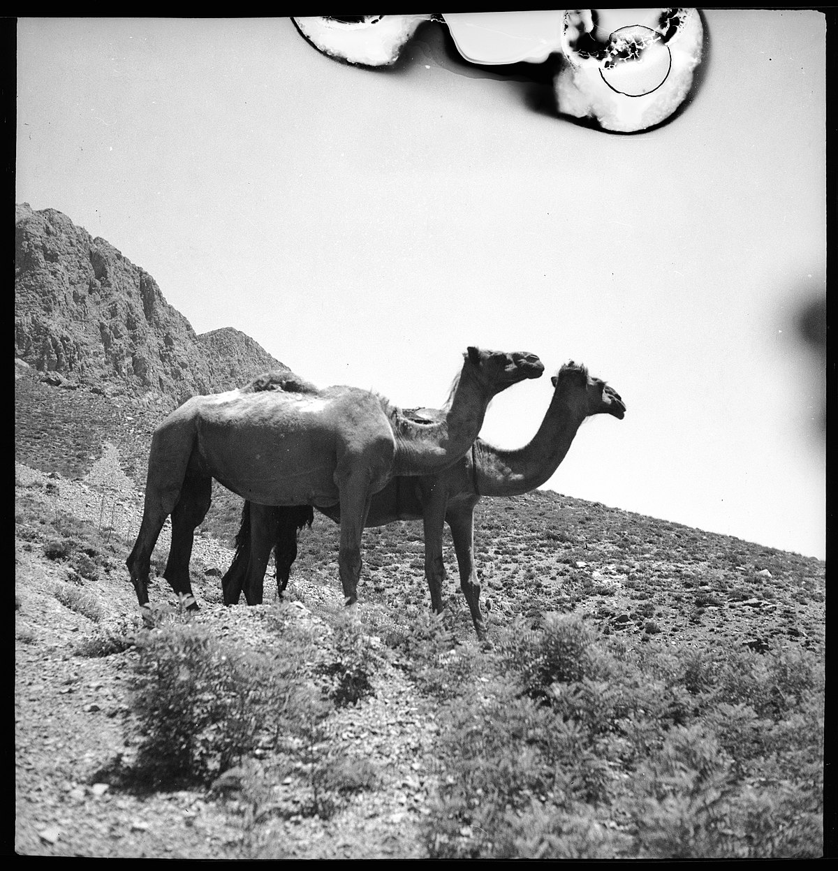 Persien, Elburs-Gebirge (Elburz): Kamele; Zwei Kamele