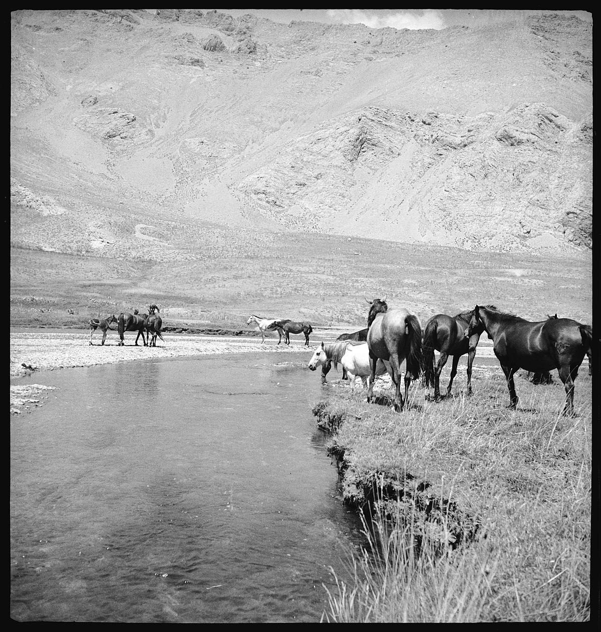 Persien, Elburs-Gebirge (Elburz): Pferde; Pferdeherde am Fluss