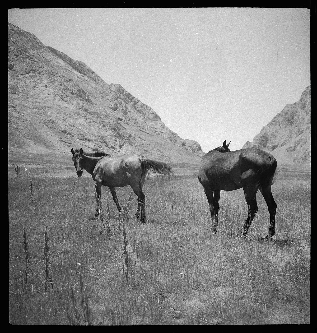 Persien, Elburs-Gebirge (Elburz): Pferde; Zwei Pferde