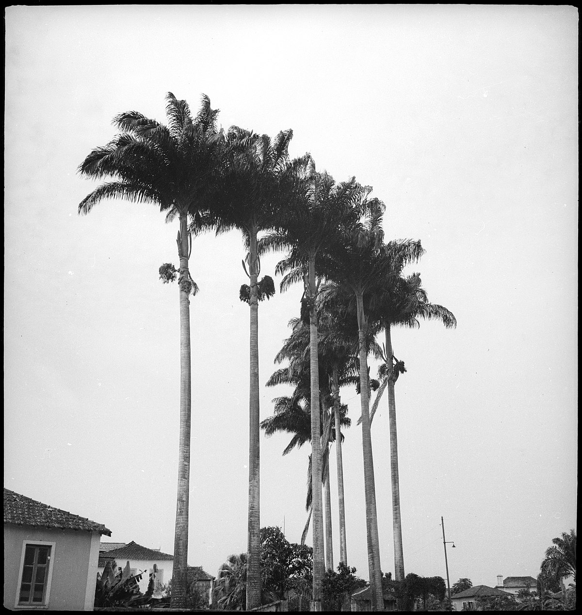 Portugal, San Thomé (São Tomé und Príncipe): Palmen; Palmengruppe zwischen Häusern