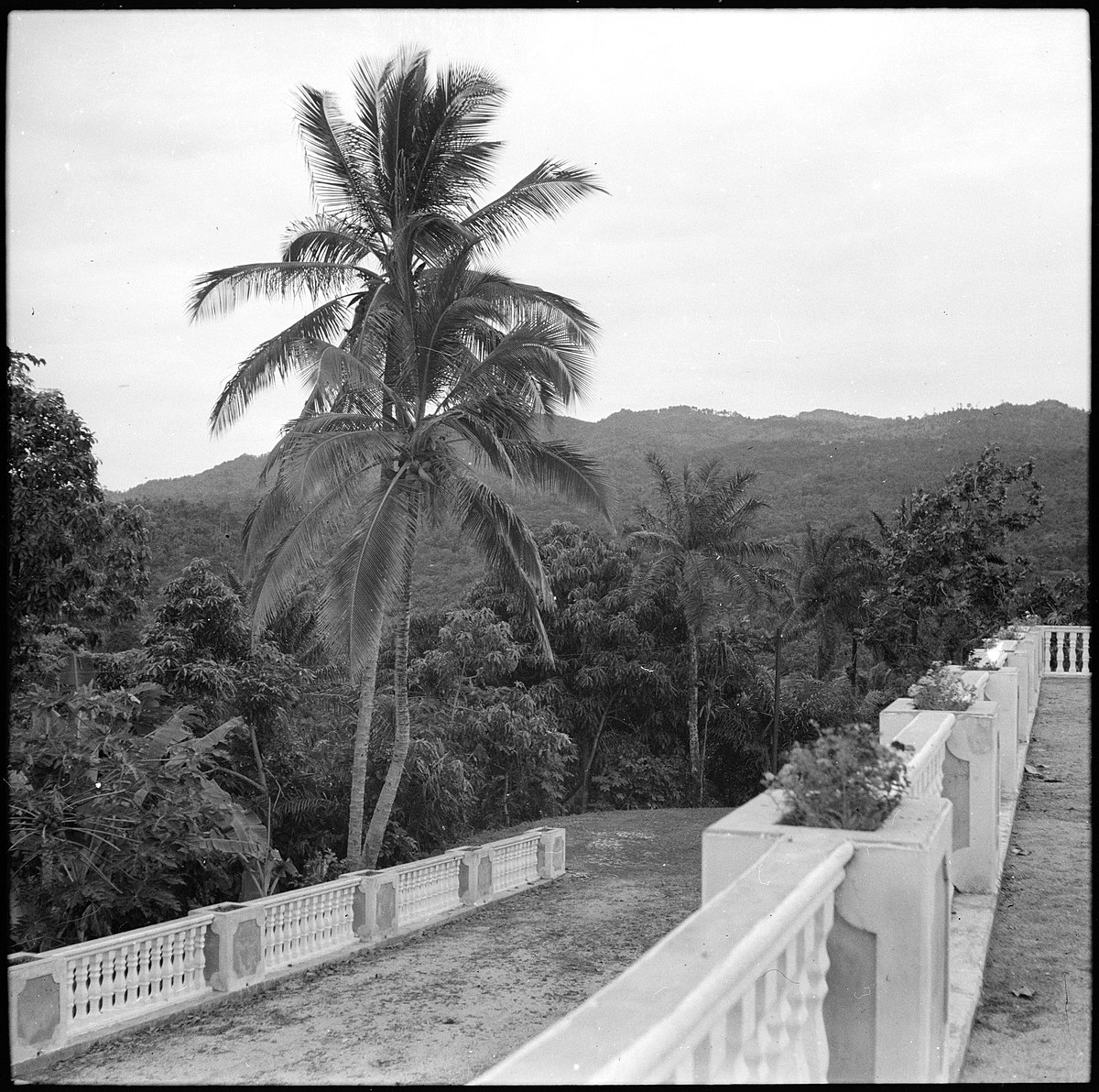 Portugal, San Thomé (São Tomé und Príncipe): Landschaft bei Trindade; Blick von einer Terrasse auf den Palmenwald