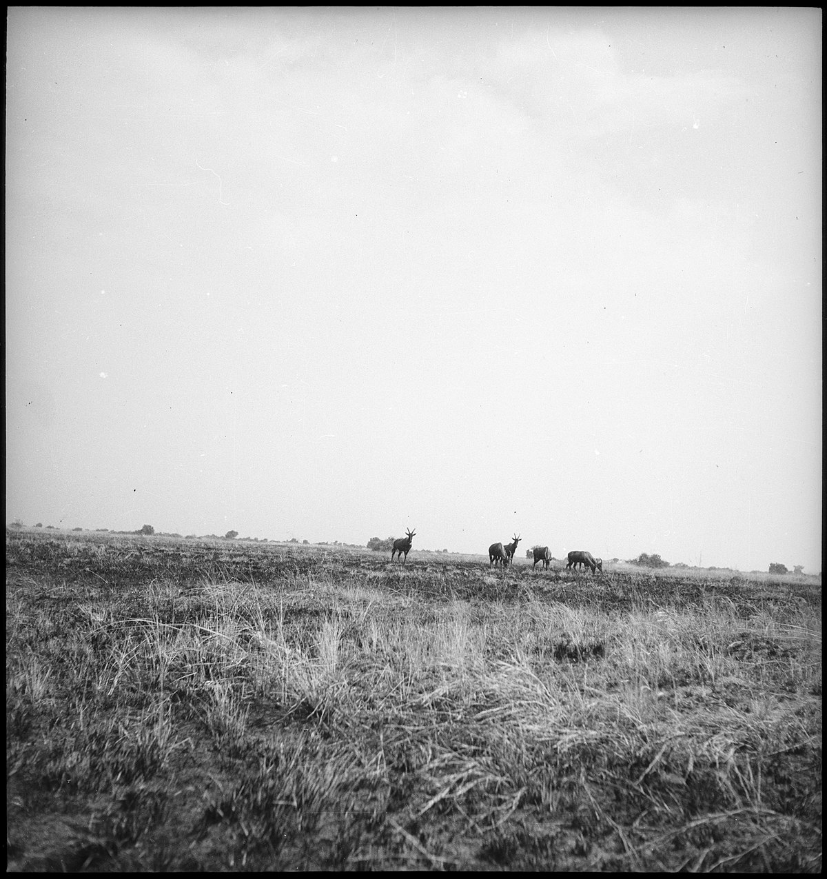 Belgisch-Kongo, Parc National Albert (Parc National des Virunga): Landschaft; Mehrere Antilopen stehen in eniger Entfernung in der Savannenlandschaft