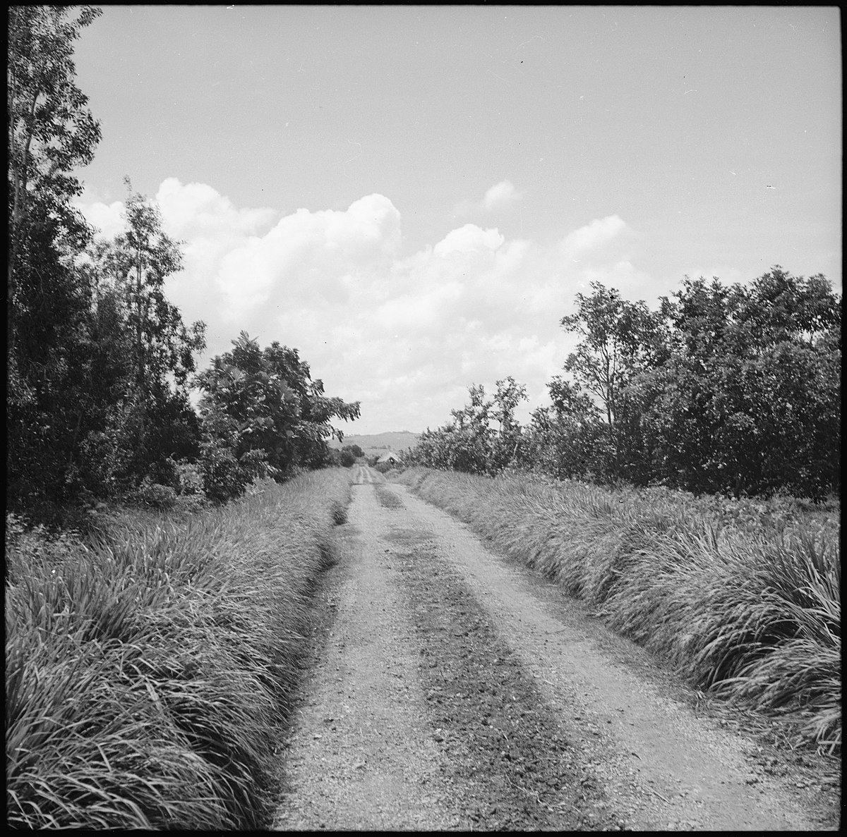 Belgisch-Kongo, Thysville (Mbanza Ngungu): Landschaft; Feldweg welcher beidseitig mit Büschen bewachsen ist führt zum Horizont