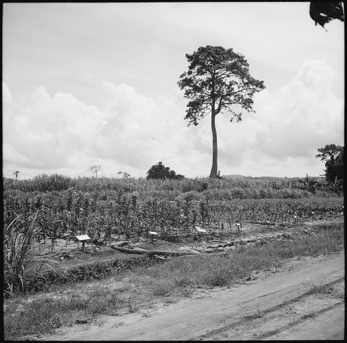 Belgisch-Kongo, Thysville (Mbanza Ngungu): Landschaft; Beschilderte Plantage mit hohem Baum in der Bildmitte