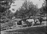Straf- und Verwahrungsanstalt Thorberg, Krauchthal; Eingrasen mit einem Kuhgespann auf der Schwendi, Ruch Gottlieb mit Ehefrau hinter dem Kuhgespann, Hintergrund Obstbäume