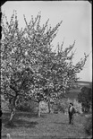Straf- und Verwahrungsanstalt Thorberg, Krauchthal; Mann im Obstgarten, einen blühenden Baum betrachtend