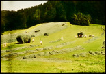 Straf- und Verwahrungsanstalt Thorberg, Krauchthal; Heuet