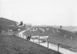 Straf- und Verwahrungsanstalt Thorberg, Krauchthal; Kuhherde auf der Vorderarni-Alp, im Vordergrund zwei Männer an einem Zaun