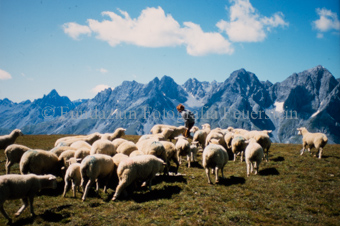 Mann mit Schafherde auf Alpwiese, Berglandschaft im Hintergrund