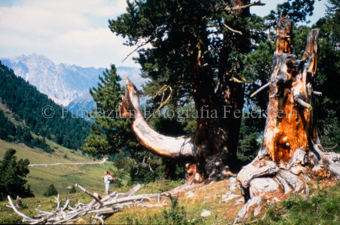 Arvenwald mit altem Stamm, Berglandschaft im Hintergrund