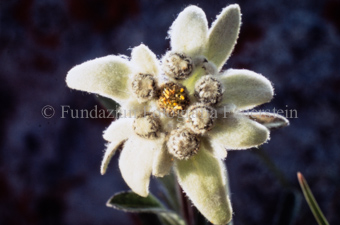 Edelweiss