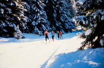 Vier Langläufer beim schneebedeckten Wald