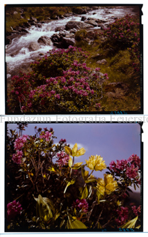 Aus der Serie: Blumen, Alpenrosen