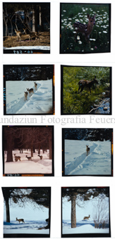 Rehe, Diverse Bilder 