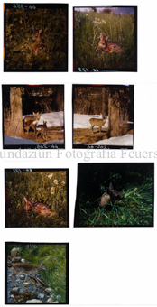Rotwild, Rehe, Diverse Bilder