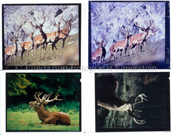 Rotwild, Hirsche, Diverse Bilder 