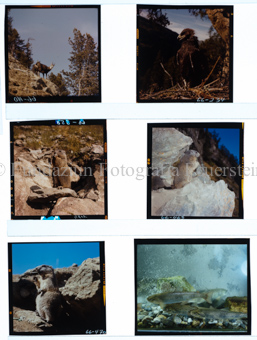 Aus der Serie: Tiere, Fische