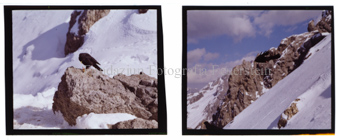 Aus der Serie: Tiere, Dohlen