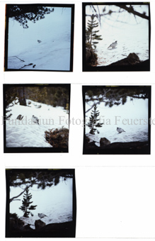 Aus der Serie: Tiere, Schneehuhn