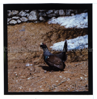 Aus der Serie: Tiere, Auerhahn