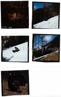 Aus der Serie: Tiere, Auerhahn