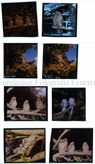 Aus der Serie: Tiere, Eulen