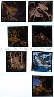 Aus der Serie: Tiere, Eulen