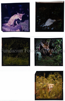 Aus der Serie: Tiere, Fuchs