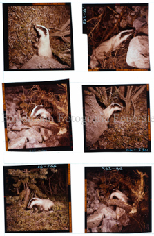 Aus der Serie: Tiere, Dachs