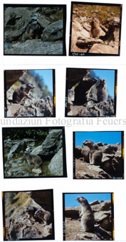 Aus der Serie: Tiere, Murmeltiere