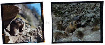 Aus der Serie: Tiere, Murmeltiere