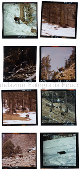 Aus der Serie: Tiere, Gemsen