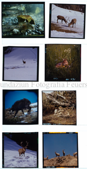 Aus der Serie: Tiere, Diverses