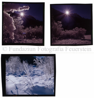 Aus der Serie: Nationalpark, S-charl, Raureif